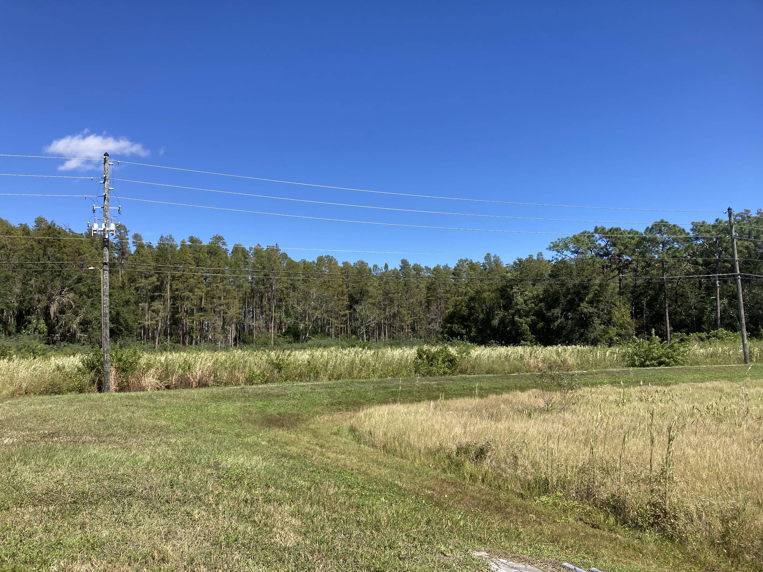 View of the cleared 1.42-acre commercial lot, ready for development, with a backdrop of Florida cypress trees.